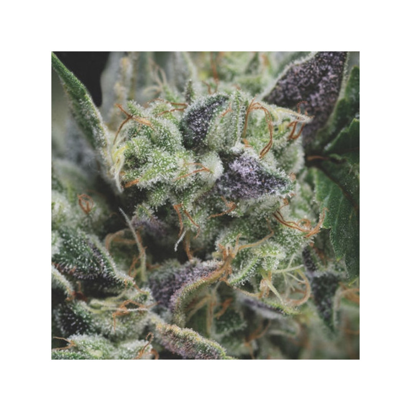 Gorila - Autofloraison - Pyramid Seeds