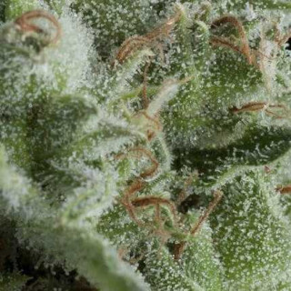 Kryptonite - Autofloraison - Pyramid Seeds