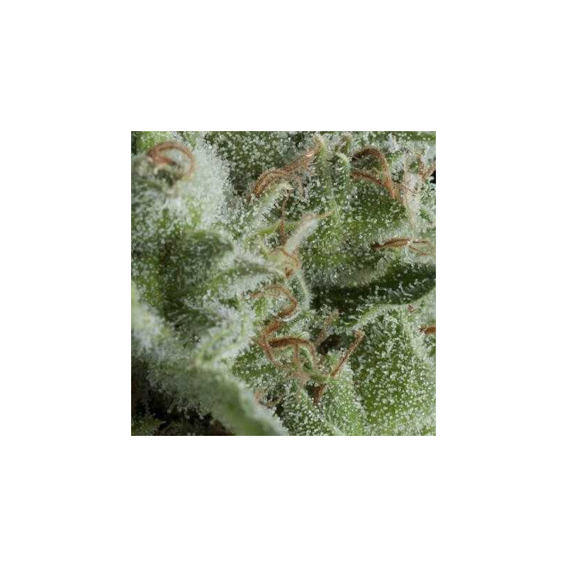 Kryptonite - Autofloraison - Pyramid Seeds