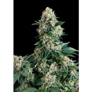 New York City - Autofloraison - Pyramid Seeds