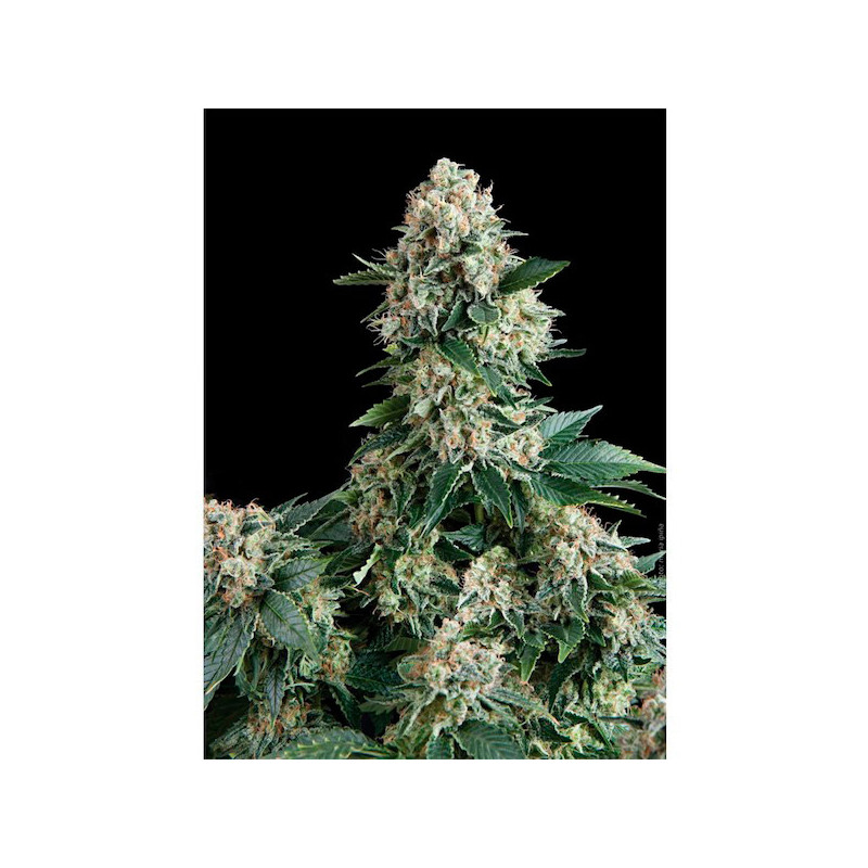 New York City - Autofloraison - Pyramid Seeds