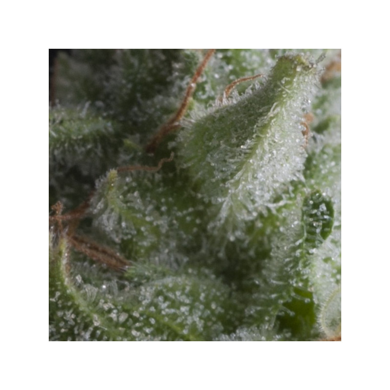 Shark - Autofloraison - Pyramid Seeds