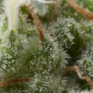 Super Hash - Autofloraison - Pyramid Seeds