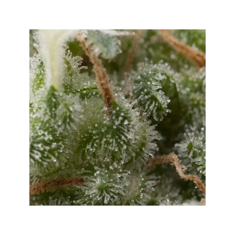 Super Hash - Autofloraison - Pyramid Seeds