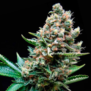 Super OG Kush - Autofloraison - Pyramid Seeds