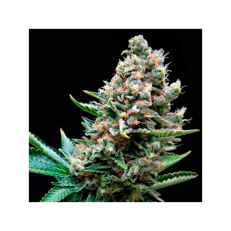 Super OG Kush - Autofloraison - Pyramid Seeds