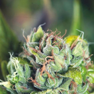 Tahoe Cure - Féminisée - Pyramid Seeds