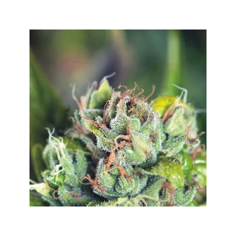 Tahoe Cure - Féminisée - Pyramid Seeds