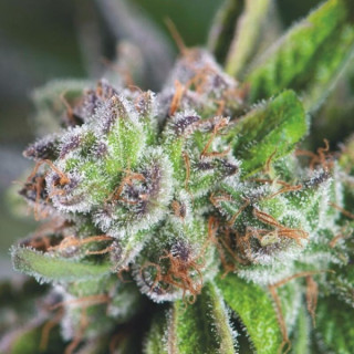 Watermelon Zkittlez - Féminisée - Pyramid Seeds