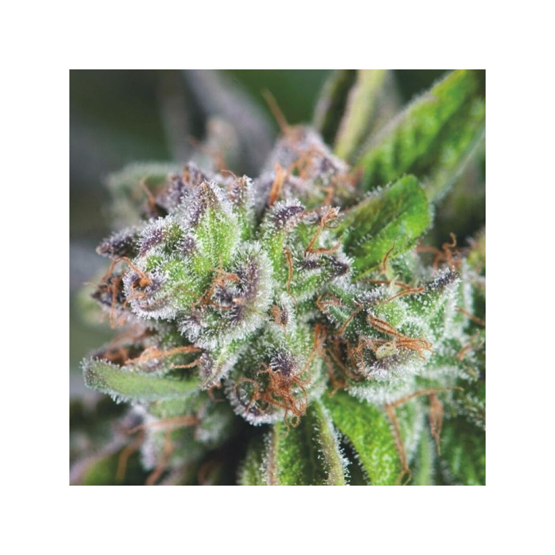 Watermelon Zkittlez - Féminisée - Pyramid Seeds