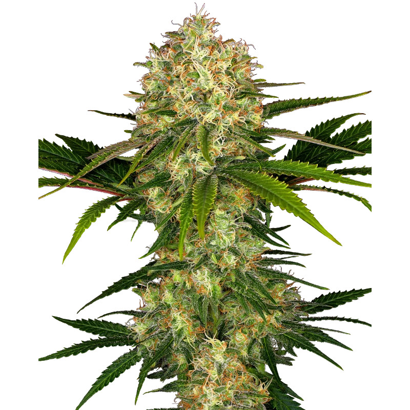 Afghani - Féminisée - Sensi Seeds