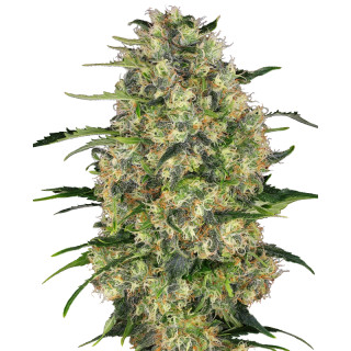 Black Domina - Féminisée - Sensi Seeds