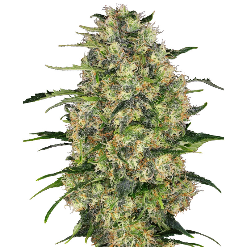 Black Domina - Féminisée - Sensi Seeds