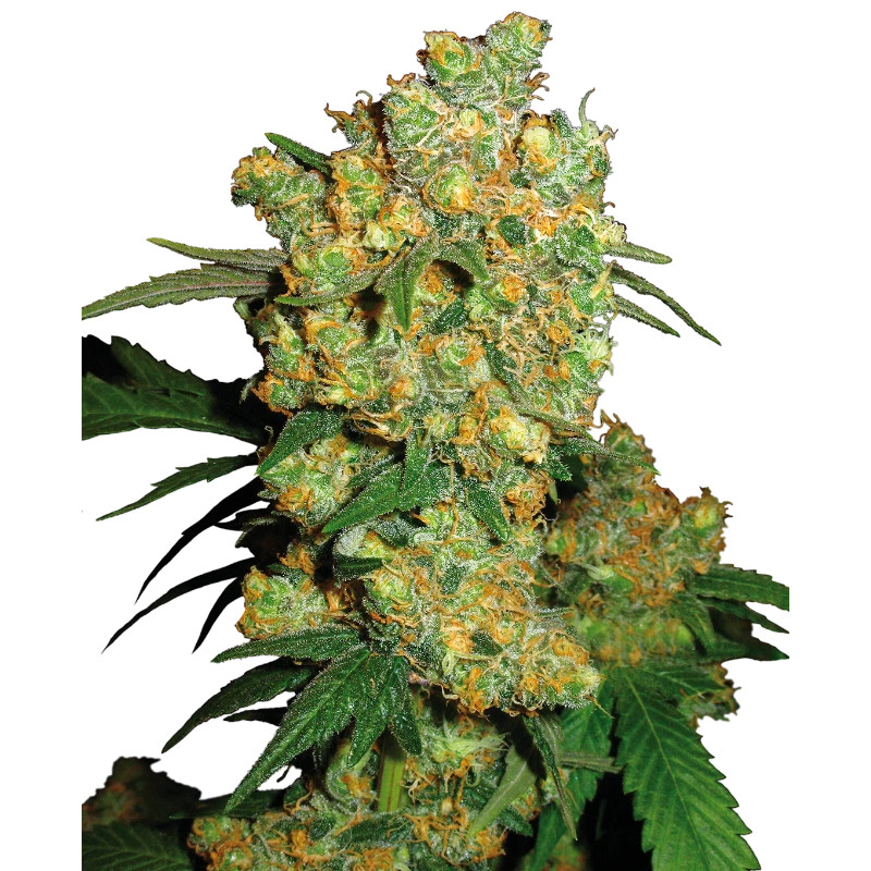 Big Bud - Féminisée - Sensi Seeds