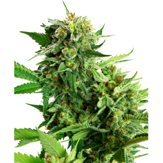 Blackberry Cake - Féminisée - Sensi Seeds Research
