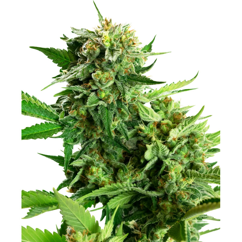 Blackberry Cake - Féminisée - Sensi Seeds Research