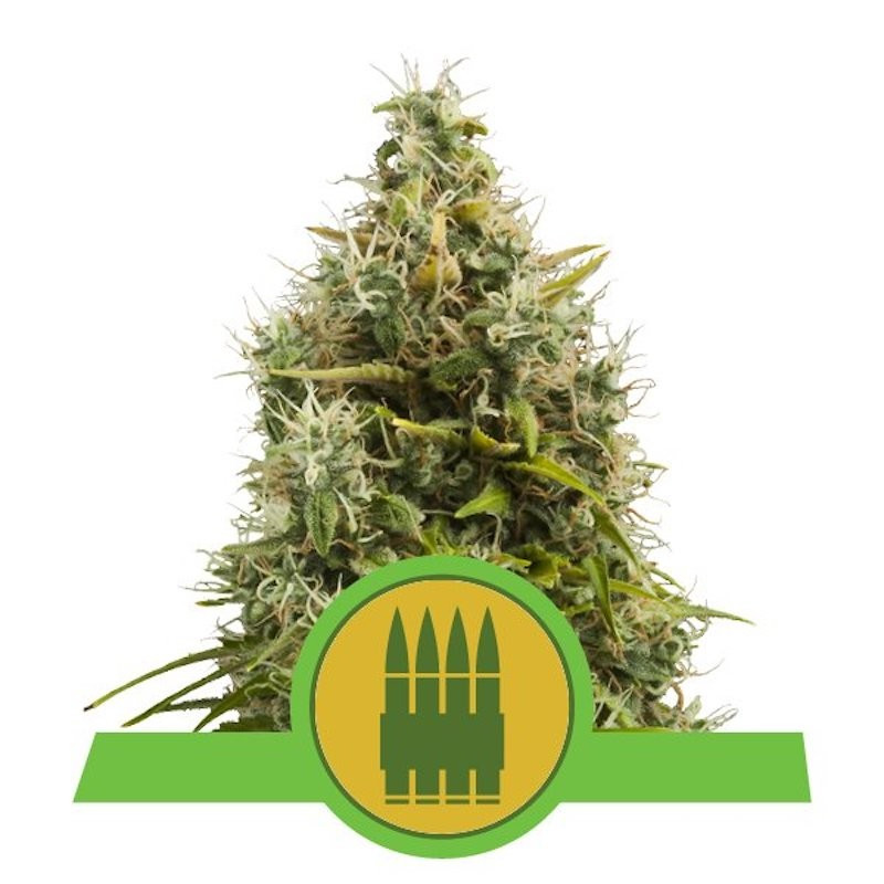 Royal AK auto royal queen seeds Royal AK auto royal queen seeds