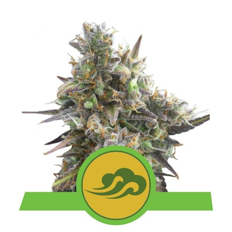 Royal bluematic auto royal queen seeds Royal bluematic auto royal queen seeds