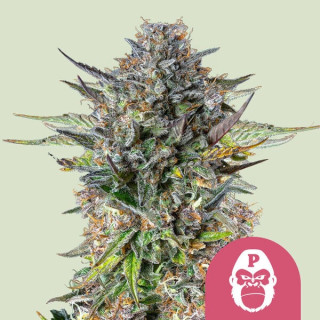 Pink Gorilla - Féminisée - Royal Queen Seeds