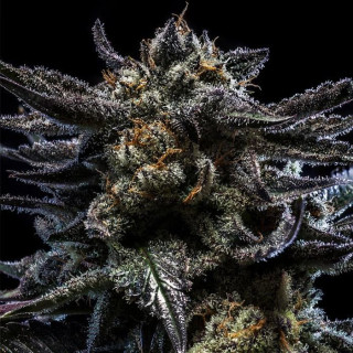 Zombie Kush - Féminisée - Ripper Seeds
