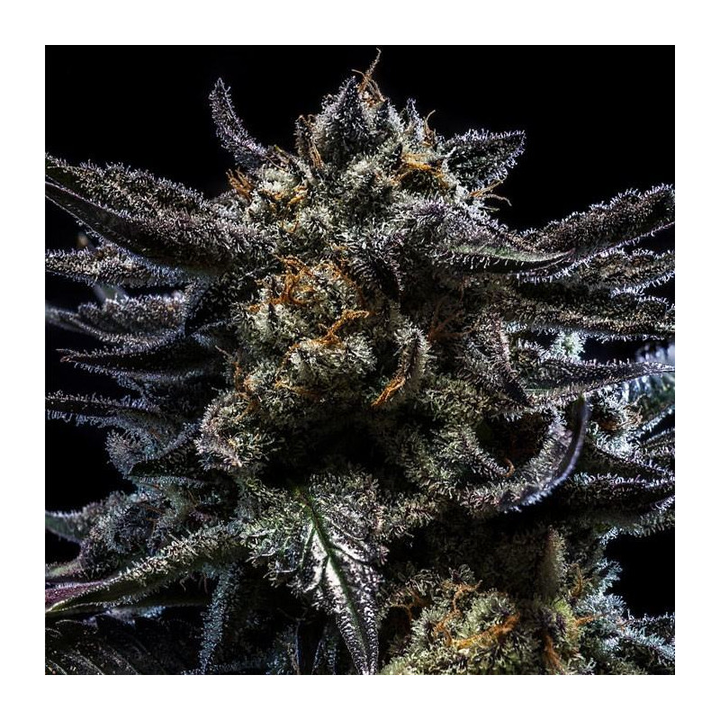 Zombie Kush - Féminisée - Ripper Seeds