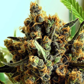 Criminal + - Féminisée - Ripper Seeds