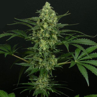 Criminal + - Féminisée - Ripper Seeds | ROOTS-SEEDS.FR
