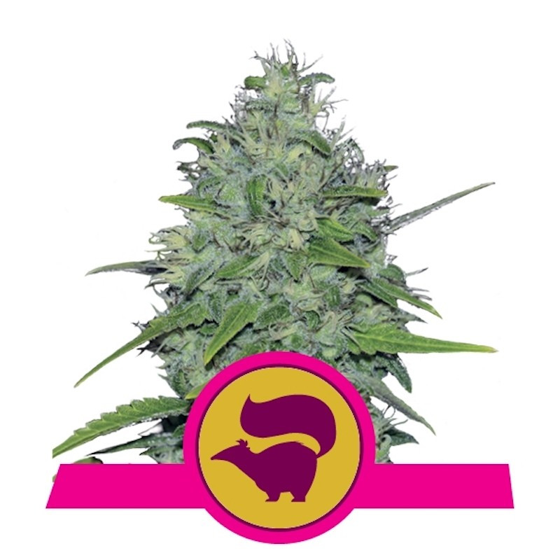 Skunk xl royal queen seeds féminisée Skunk xl royal queen seeds féminisée