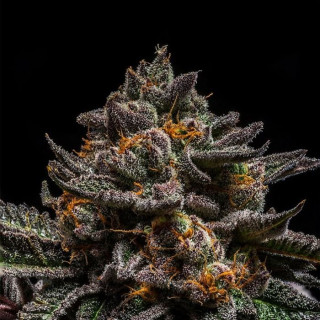 Brain Cake - Féminisée - Ripper Seeds
