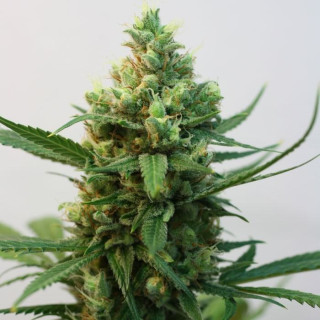 Toxic - Féminisée - Ripper Seeds