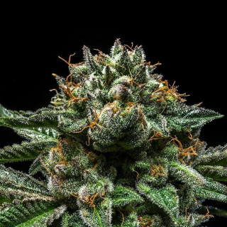 Chempie - Féminisée - Ripper Seeds