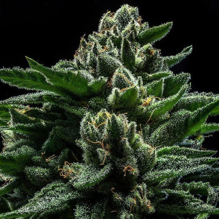DO-G - Féminisée - Ripper Seeds