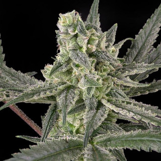 Old School - Féminisée - Ripper Seeds