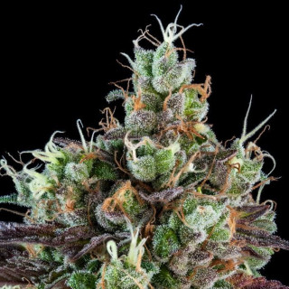 Sour Ripper - Féminisée - Ripper Seeds