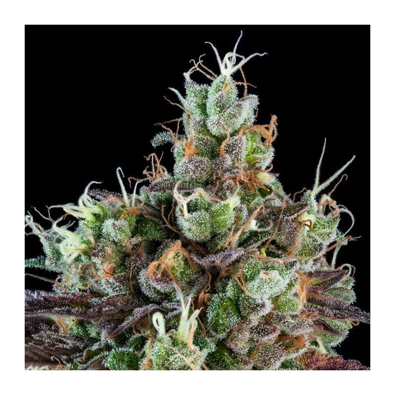 Sour Ripper - Féminisée - Ripper Seeds