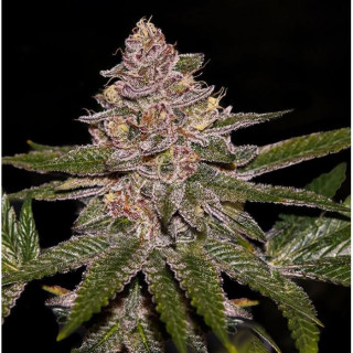 Radical Juice - Féminisée - Ripper Seeds