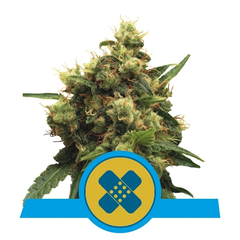 Painkiller xl CBD royal queen seeds Painkiller xl CBD royal queen seeds