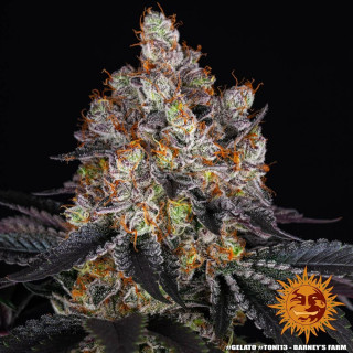 Gelato - Féminisée - Barney's Farm