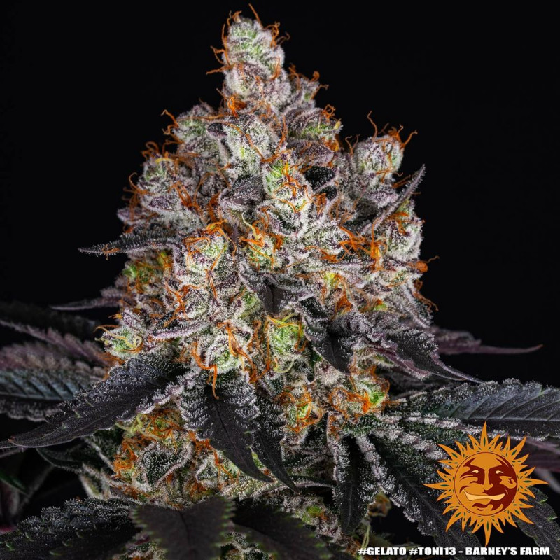 Gelato - Féminisée - Barney's Farm