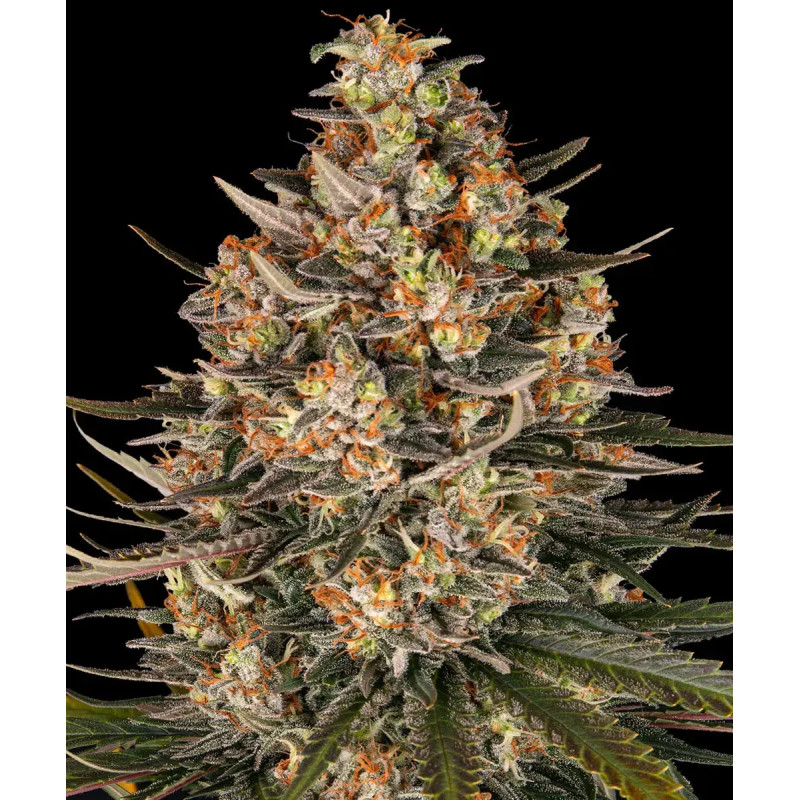 Lemon Drizzle - Féminisée - Barney's Farm