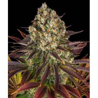 Biscotti - Feminisée - Barney's Farm