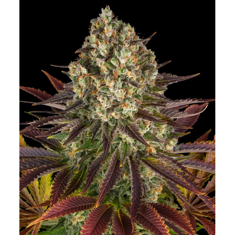 Biscotti - Feminisée - Barney's Farm