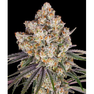 Ice Cream Cake - Féminisée - Barney's Farm