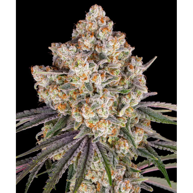 Ice Cream Cake - Féminisée - Barney's Farm