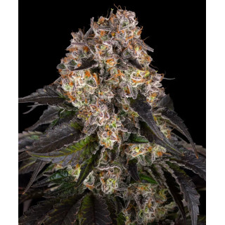 Girl Scout Cookies - Féminisée - Barney's Farm