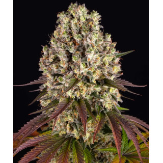 Sour Diesel - Féminisée - Barney's Farm