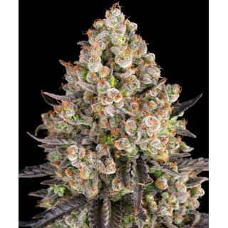 OG Kush - Féminisée - Barney's Farm