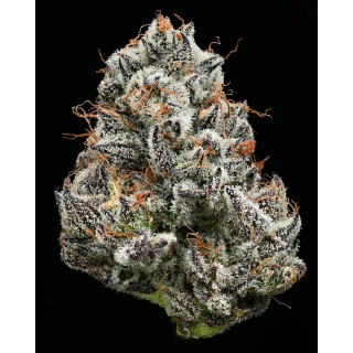 Black Cherry Gushers - Féminisée - Barney’s Farm