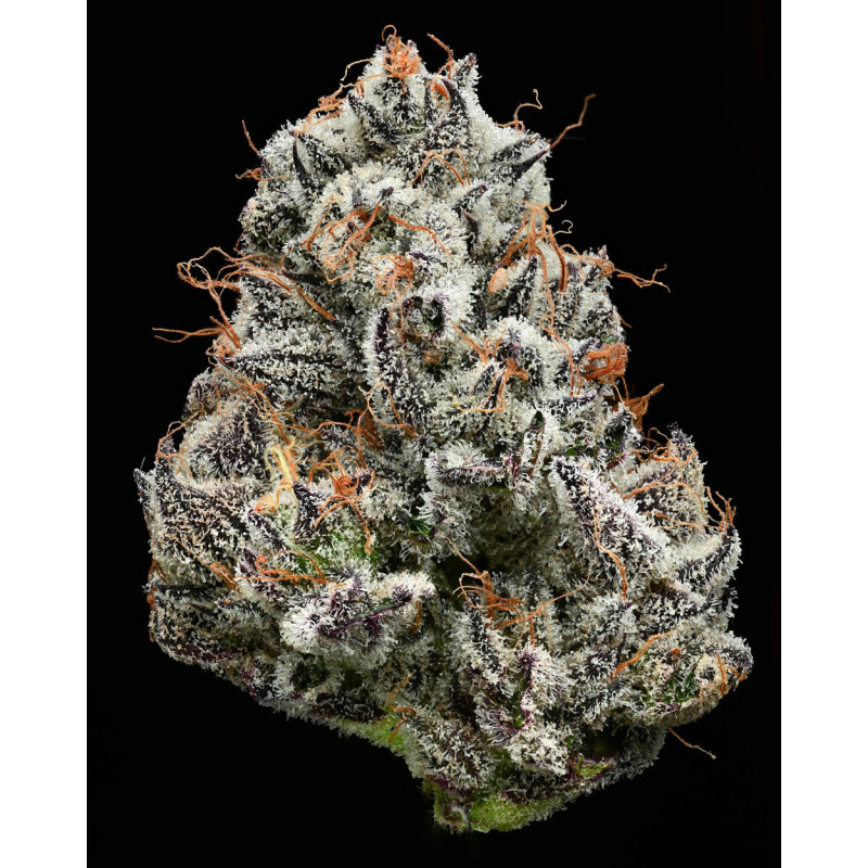 Black Cherry Gushers - Féminisée - Barney’s Farm