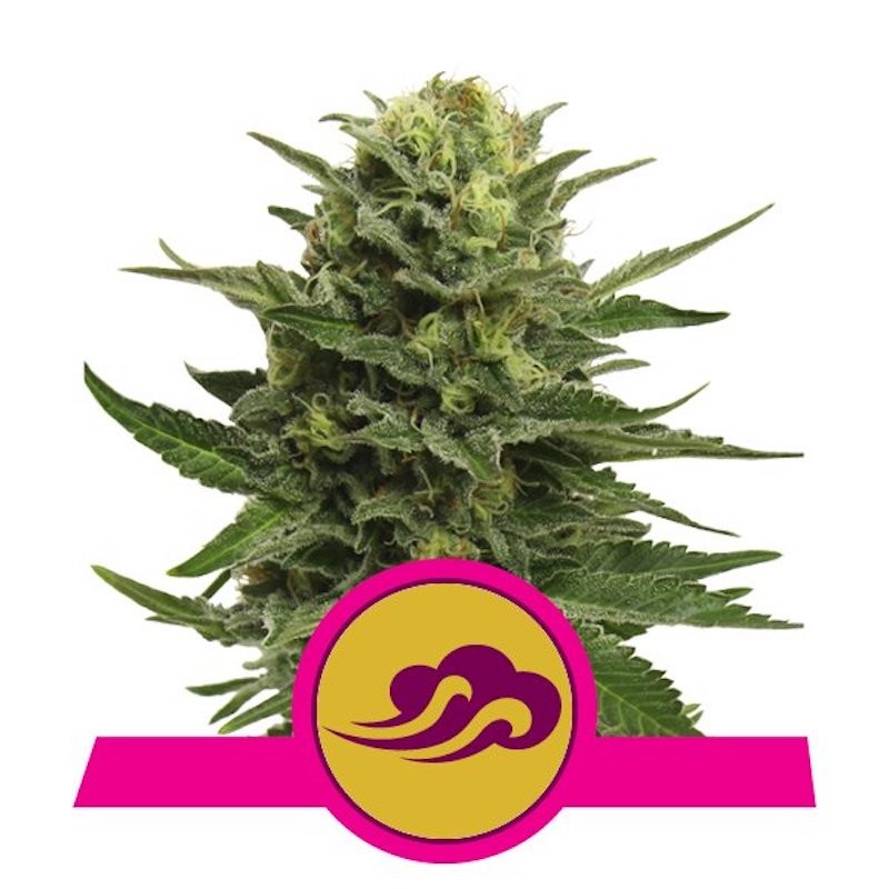 Blue mystic royal queen seeds Blue mystic royal queen seeds
